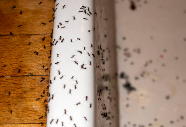 Best Best Pest Control Companies  in Richmond, TX