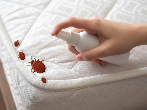 Best Mosquito Control Services  in Richmond, TX