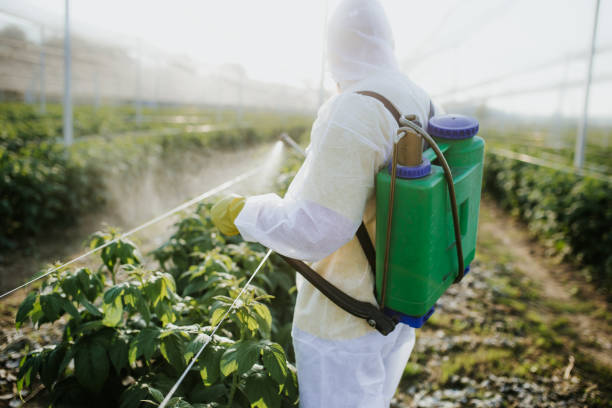 Wasp Removal Services in Richmond, TX